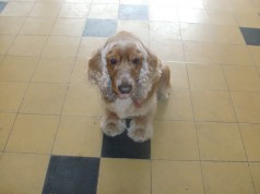 Fotos de perros